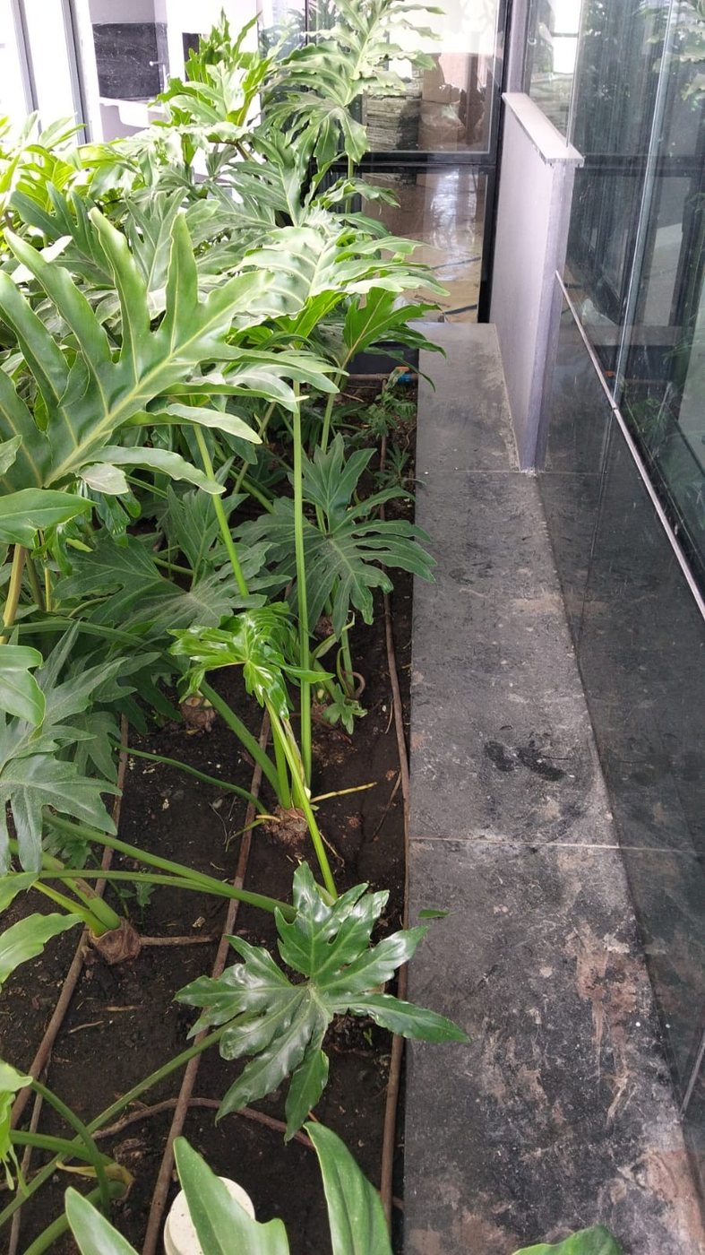 Canteiro de sacada com filodendros e sistema de irrigação por gotejamento